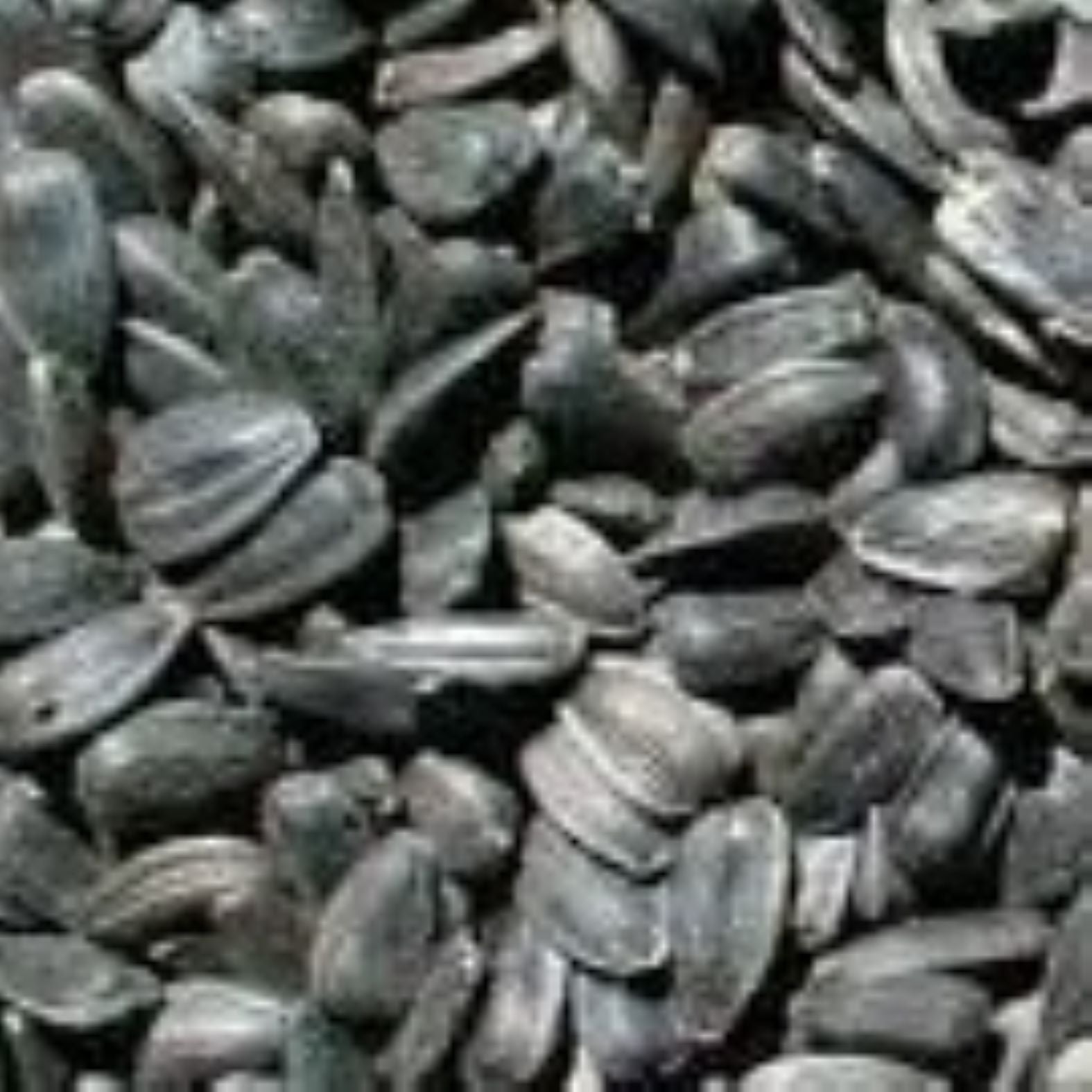 Black Oil Sunflower Seeds
