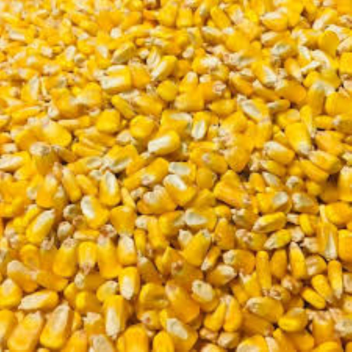 Shelled Corn – Chagrin Pet, Garden, and Power Equipment